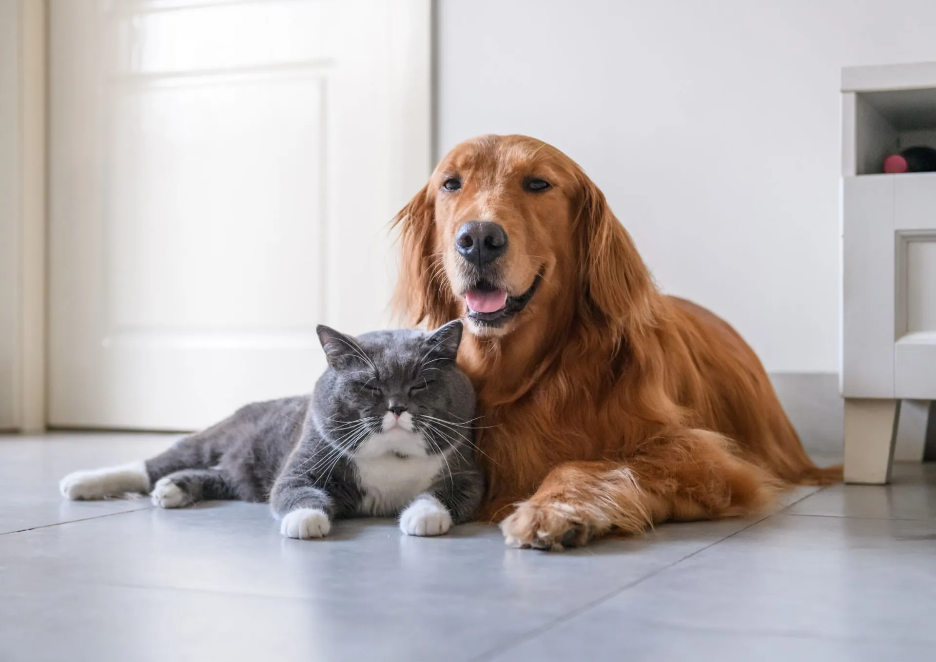 Un chien et un chat blottis l’un contre l’autre